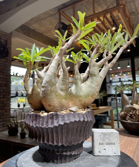 パキポディウム グラキリス　多頭　Pachypodium gracilius 　発根済　(gk-458）鉢 Kuniaki Matsui