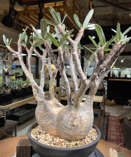 パキポディウム グラキリス　Pachypodium gracilius 　発根済　(gk-249)
