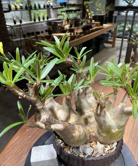パキポディウム グラキリス　多頭　Pachypodium gracilius 　発根済　(gk-458）鉢 Kuniaki Matsui