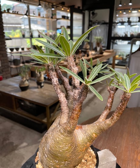 パキポディウム グラキリス　Pachypodium gracilius 　発根済　(gk-418)
