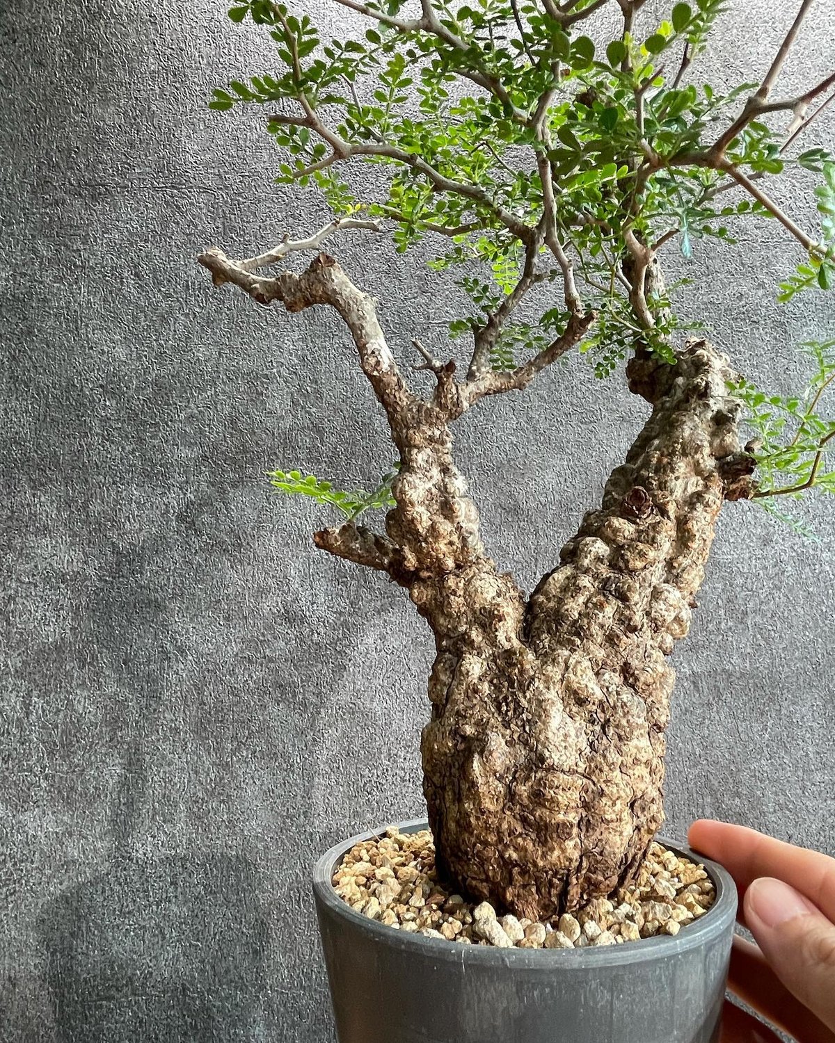 オペルクリカリア　パキプス　領収書可 オペルクリカリア パキプス 領収書可