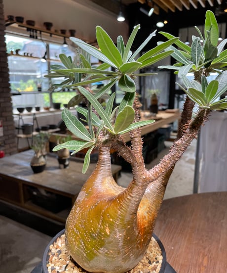 パキポディウム グラキリス　Pachypodium gracilius 　発根済　(gk-485)