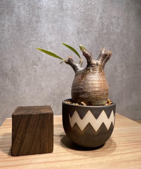 パキポディウム グラキリス　Pachypodium gracilius 　発根済　(商品番号gk-64valiem)  VALIEM 　BOWL　sizeXS　(VALIEMタグ付き)
