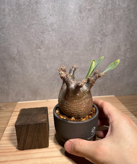 パキポディウム グラキリス　Pachypodium gracilius 　発根済　(商品番号gk-64valiem)  VALIEM 　BOWL　sizeXS　(VALIEMタグ付き)
