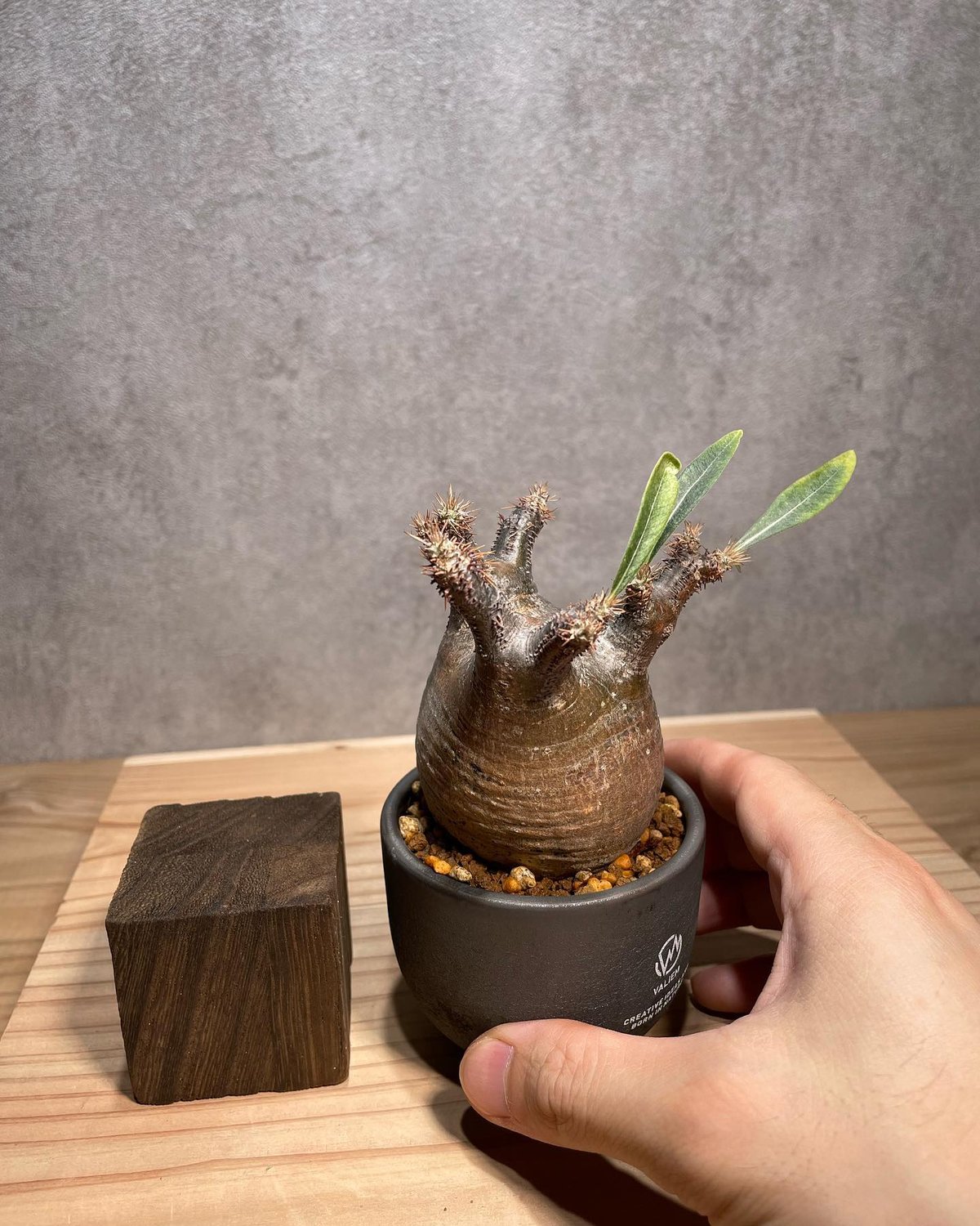 グラキリス ワ188「現地株」パキポディウム グラキリス M5寸【植え