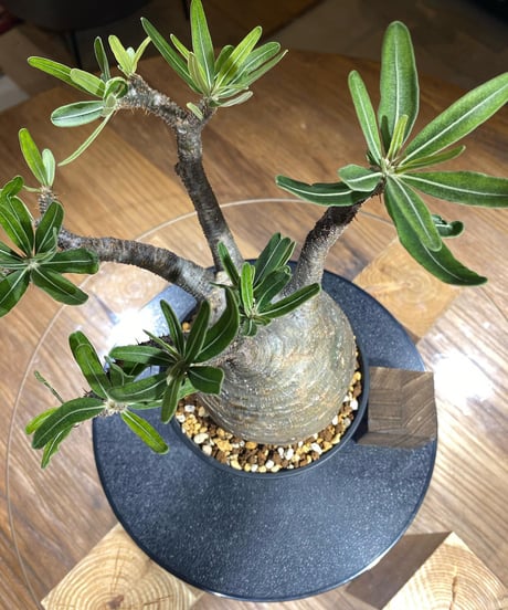 パキポディウム グラキリス　Pachypodium gracilius 　発根済　(塊根幅約12ｃｍ)　(商品番号gk-195)