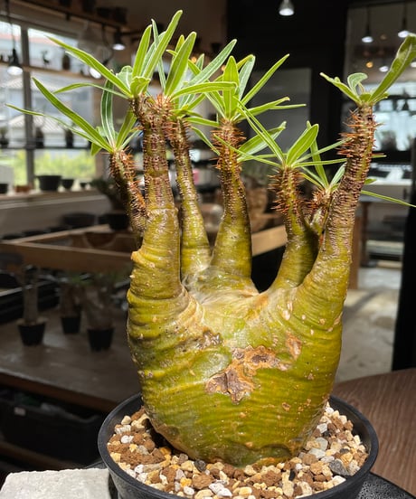 パキポディウム グラキリス　Pachypodium gracilius 　発根済　(gk-473)