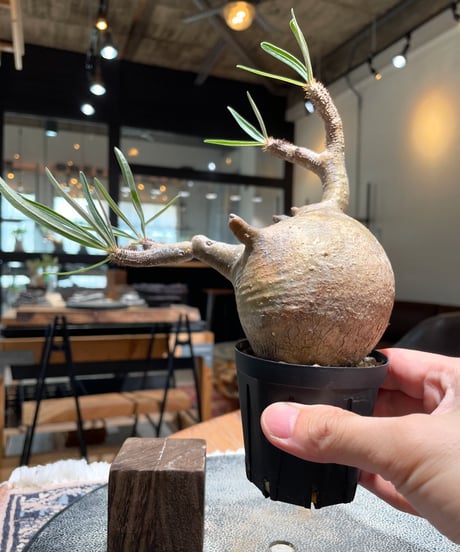パキポディウム グラキリス　Pachypodium gracilius 　発根済　(gk-397)