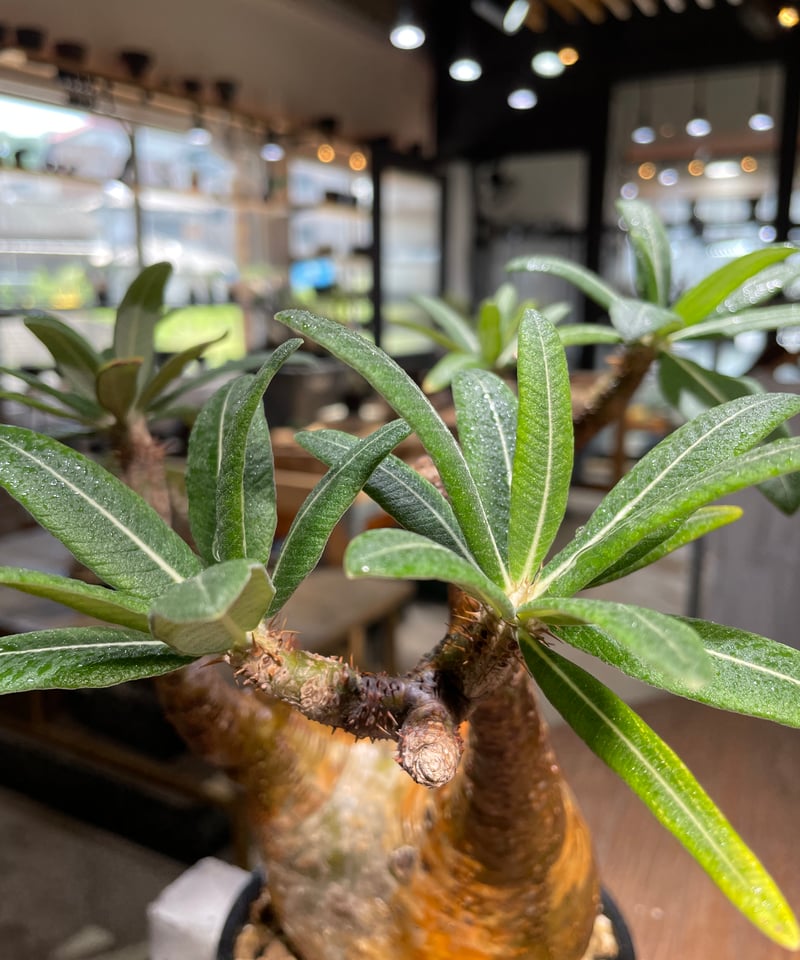 ザ*）様 パキポディウム グラキリス 発根済pachypodhium Graci パキポディウム グラキリス Pachypodium gracilius 発根済 (gk-48