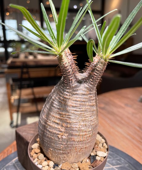 パキポディウム グラキリス　Pachypodium gracilius 　発根済　(gk-378)
