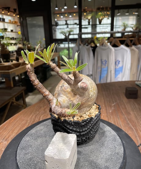 パキポディウム グラキリス　Pachypodium gracilius 　発根済　(gk-437)dip鉢