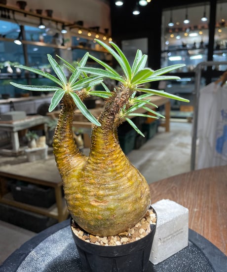 パキポディウム グラキリス　Pachypodium gracilius 　発根済　(gk-513）