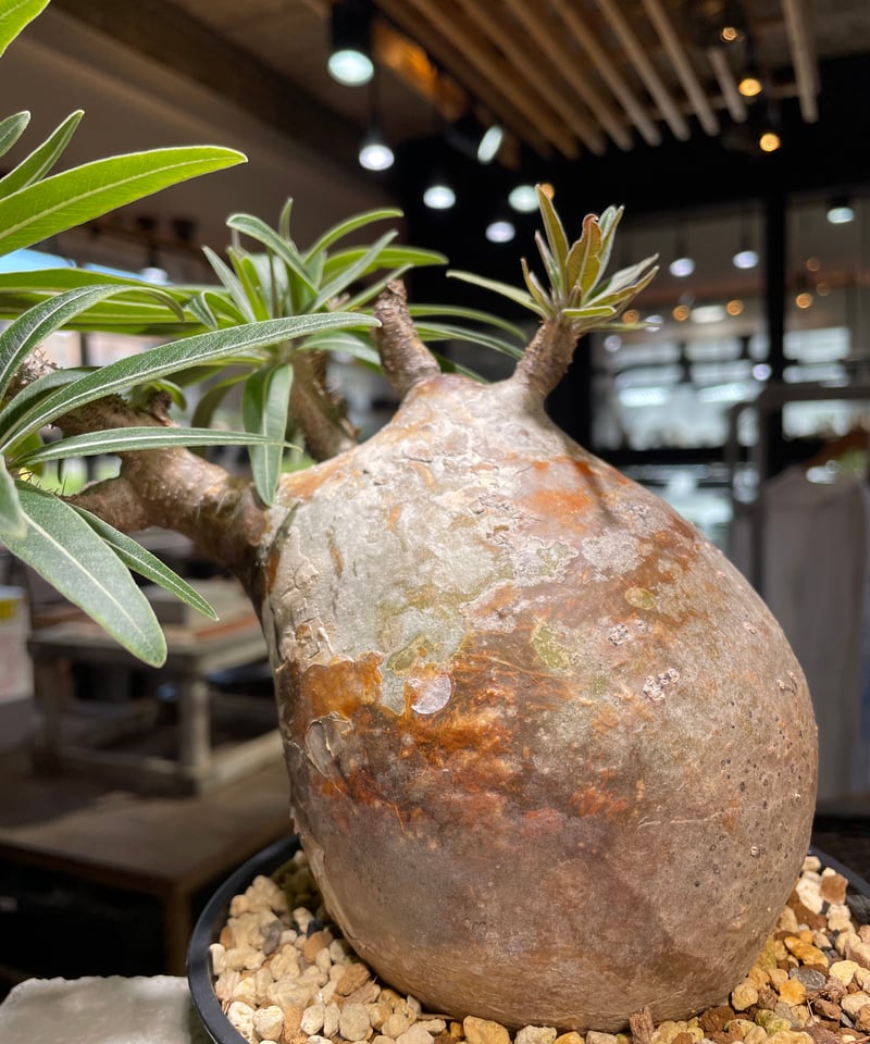 パキポディウム グラキリス Pachypodium gracilius 発根済 (gk-49