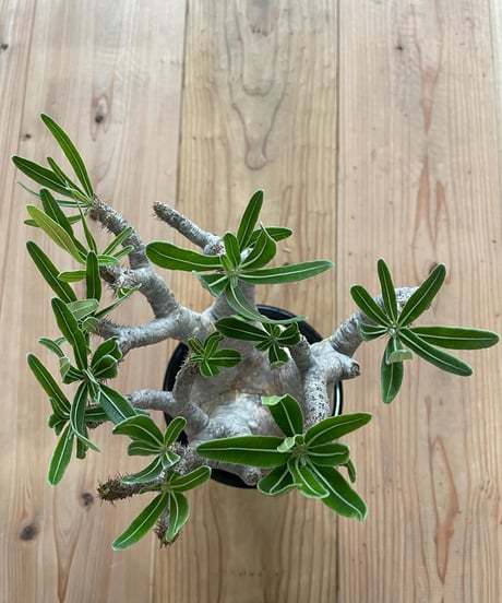 パキポディウム グラキリス　Pachypodium gracilius 　発根済(塊根幅12ｃｍ)　(商品番号gk-17)