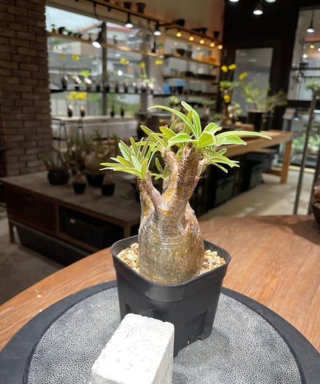 パキポディウム グラキリス　Pachypodium gracilius 　発根済　(gk-421)