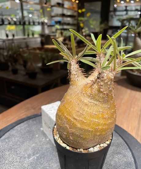パキポディウム グラキリス　Pachypodium gracilius 　発根済　(gk-460)