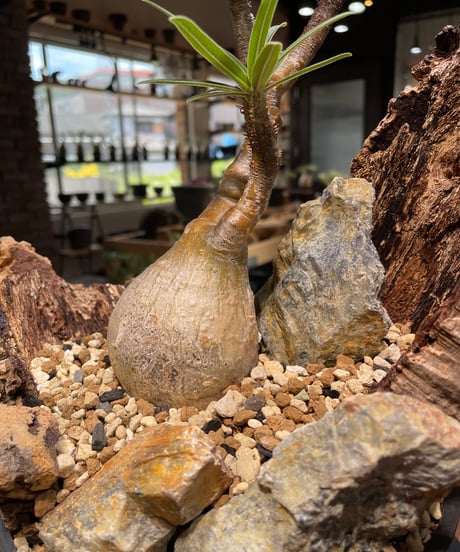 パキポディウム グラキリス　Pachypodium gracilius 　発根済　(gk-480)