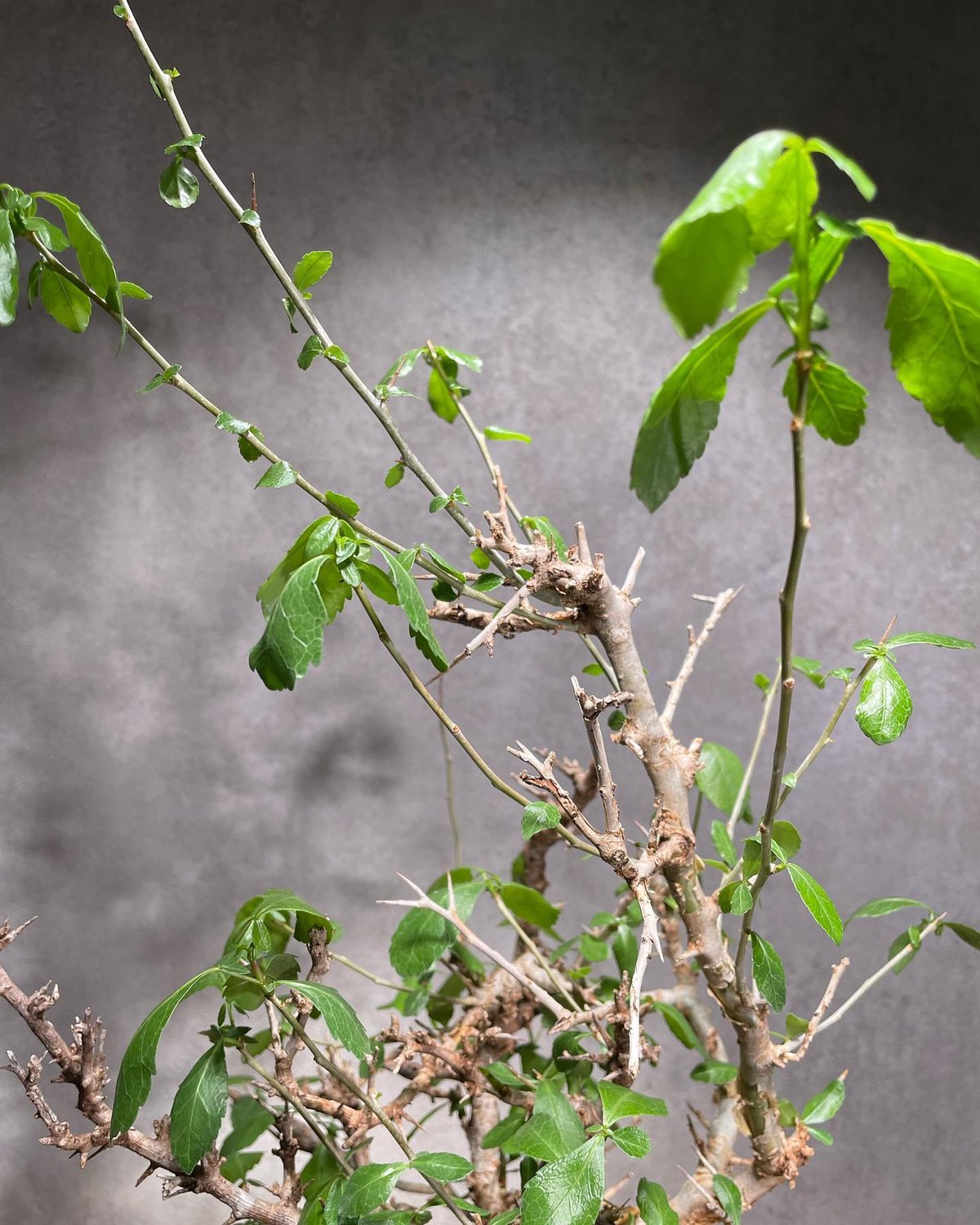 コミフォラ　ハベシニカ　奇形　変態株　現地球　発根済み Commiphora habessinica コミフォラ ハベシニカ 発根済現地株 #3