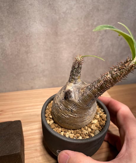 パキポディウム グラキリス　Pachypodium gracilius 　発根済　(商品番号gk-45valiem)  VALIEM 　BOWL　sizeS　(VALIEM巾着、タグ付き)