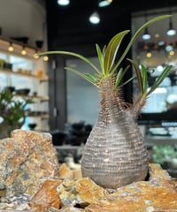 パキポディウム グラキリス　Pachypodium gracilius 　発根済　(gk-554)