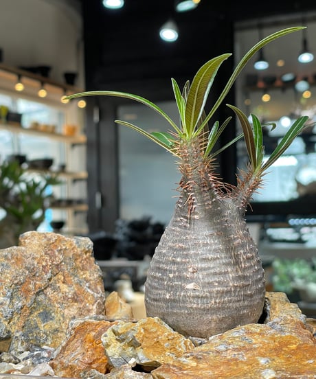 CATEGORY Pachypodium gracilius(パキポディウム グラキリス) |