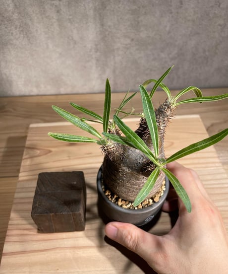 パキポディウム グラキリス　Pachypodium gracilius 　発根済　(商品番号gk-82valiem)  VALIEM 　(VALIEMタグ付き)