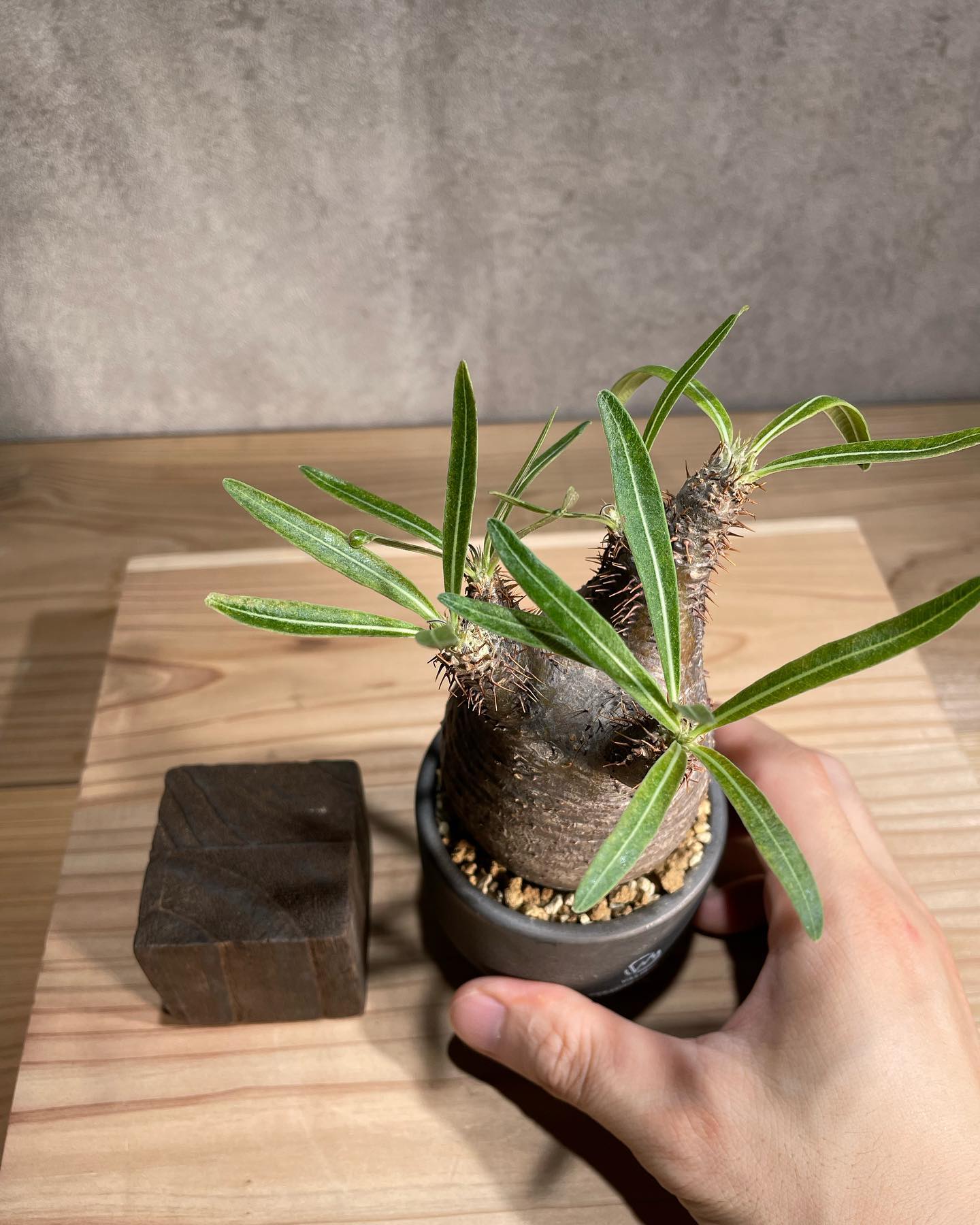 パキポディウム グラキリス Pachypodium gracilius 発根済 (商品番号gk