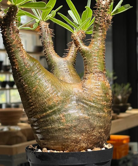 パキポディウム グラキリス　Pachypodium gracilius 　発根済　(gk-540)