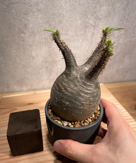 パキポディウム グラキリス　Pachypodium gracilius 　発根済　(商品番号gk-55valiem)  VALIEM 　BOWL　sizeS　(VALIEMタグ付き)