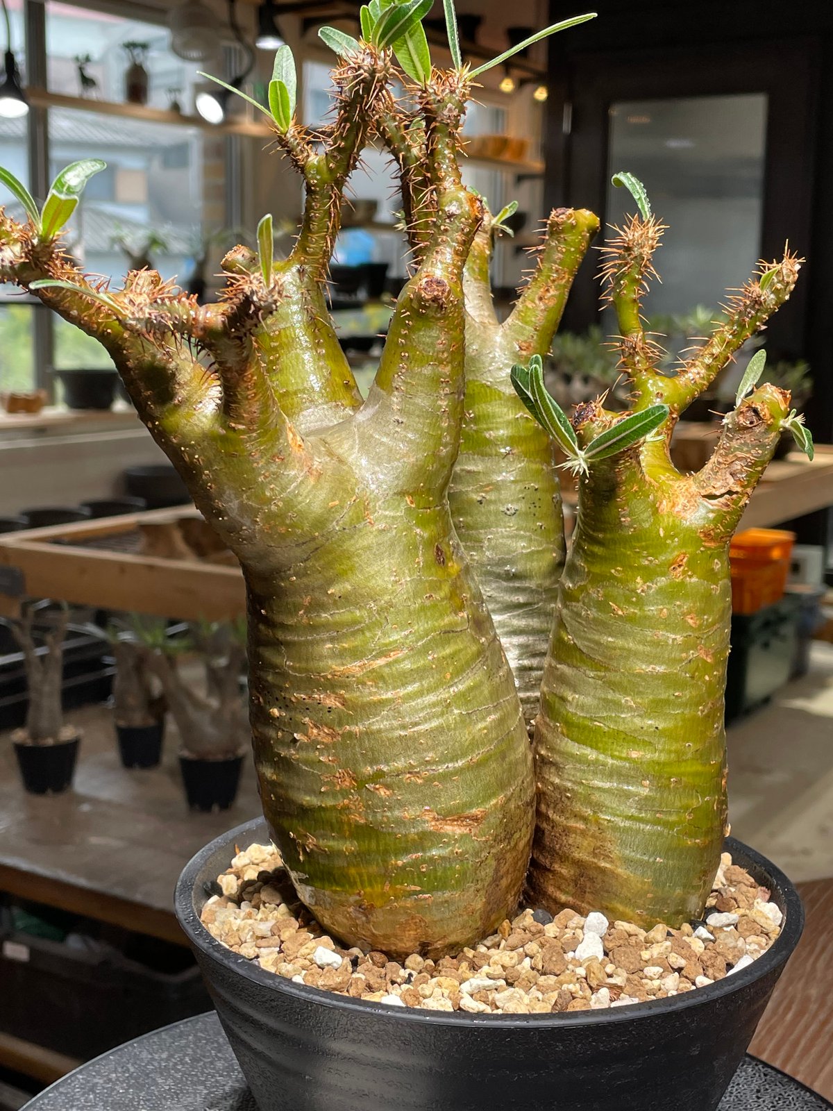 パキポディウム グラキリス 多頭 Pachypodium gracilius 発根済 (gk