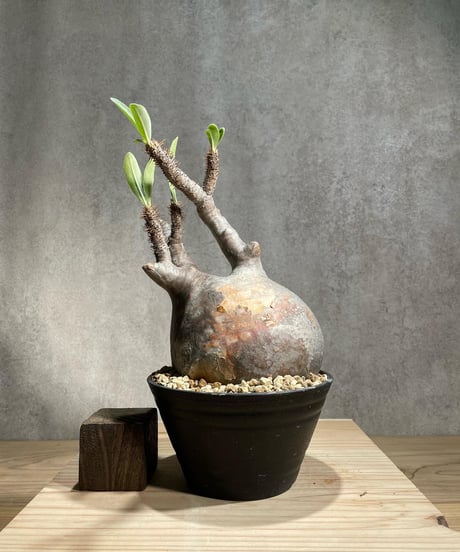 パキポディウム グラキリス　Pachypodium gracilius 　発根済　(商品番号gk-105)