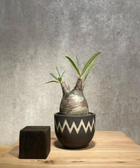 パキポディウム グラキリス　Pachypodium gracilius 　発根済　(商品番号gk-29valiem)  VALIEM 　BOWL　sizeS　(VALIEM巾着、タグ付き)