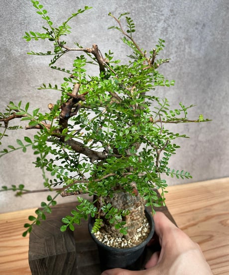 オペルクリカリア パキプス／Operculicarya pachypus　発根済　浅鉢用手乗りサイズ   (塊根幅5.5cm)　(商品番号PP-29)  (画像後半の陶器鉢は含まれません)