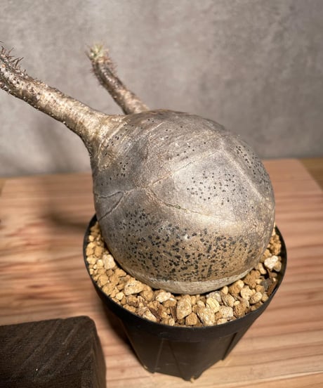 パキポディウム グラキリス　Pachypodium gracilius 　発根済　(商品番号gk-38)