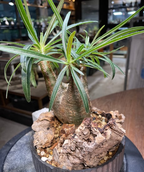 パキポディウム グラキリス　Pachypodium gracilius 　発根済　(gk-514valiem）