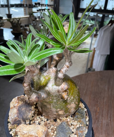 パキポディウム グラキリス　Pachypodium gracilius 　発根済　(gk-549)