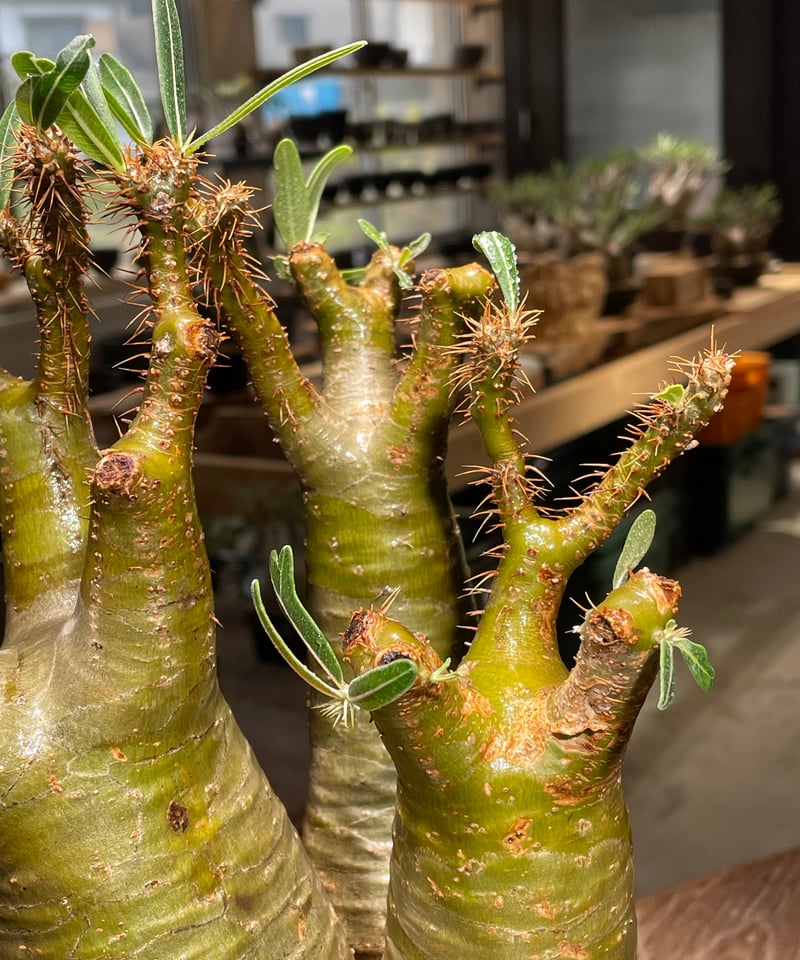 パキポディウム　グラキリス(多頭)＊発根済 パキポディウム グラキリス 多頭 Pachypodium gracilius 発根済 (gk