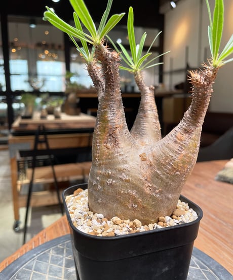 パキポディウム グラキリス　Pachypodium gracilius 　発根済　(gk-380)