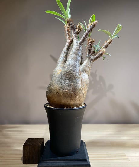 パキポディウム グラキリス　Pachypodium gracilius 　発根済　(商品番号gk-120)