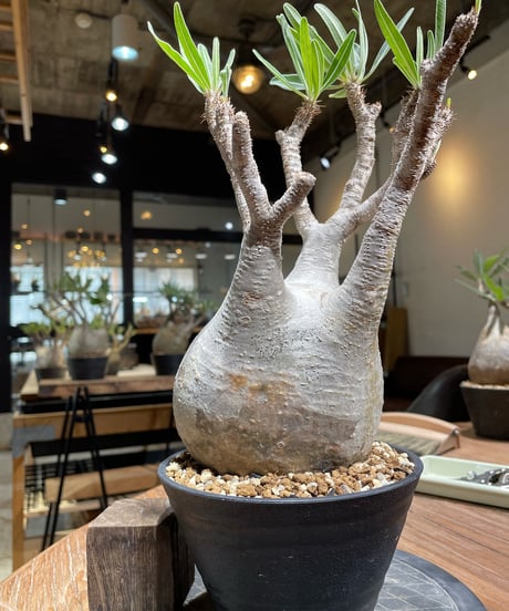 パキポディウム グラキリス　Pachypodium gracilius 　発根済　(gk-374)