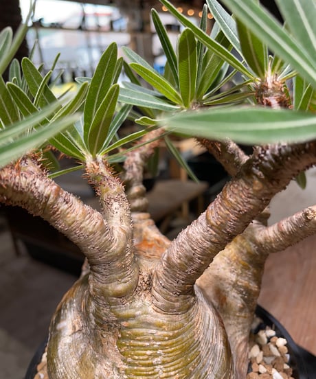 パキポディウム グラキリス　Pachypodium gracilius 　発根済　(gk-476)