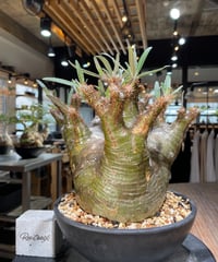 パキポディウム グラキリス　Pachypodium gracilius 　発根済　(gk-564)