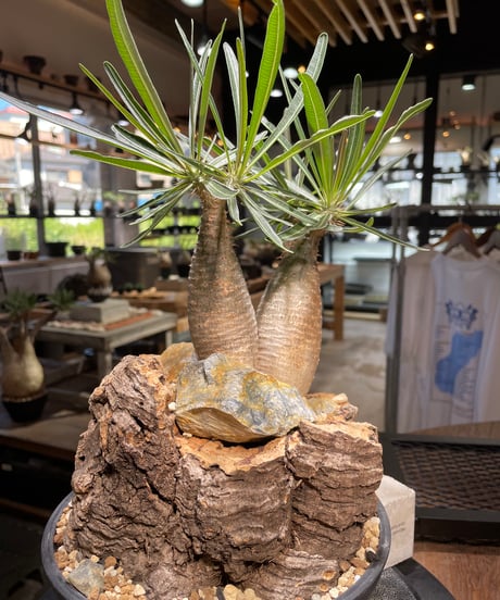 パキポディウム グラキリス　2頭　Pachypodium gracilius 　発根済　(gk-507）