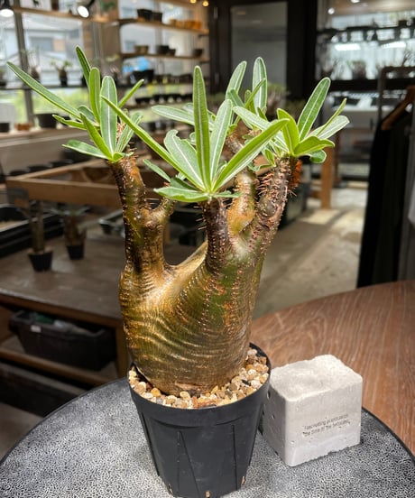 パキポディウム グラキリス　Pachypodium gracilius 　発根済　(gk-540)