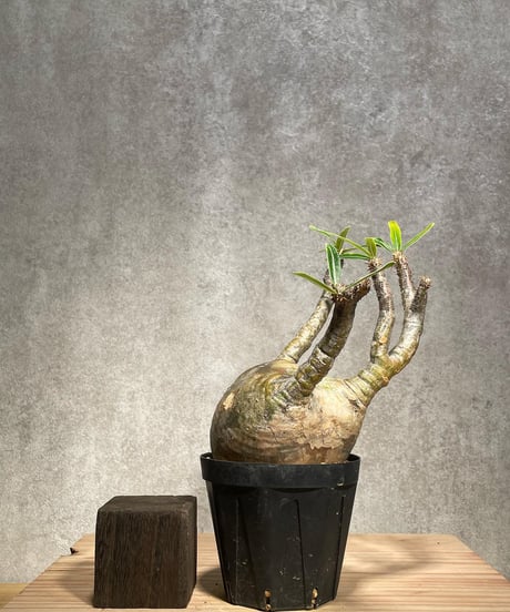 パキポディウム グラキリス　Pachypodium gracilius 　発根済　(商品番号gk-41)