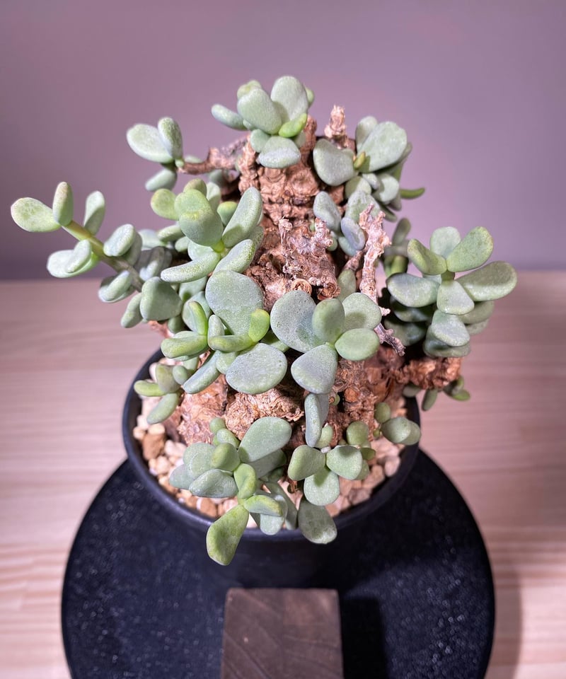 ケラリア ピグマエア／Ceraria pygmaea 発根済 (商品番号pm-5