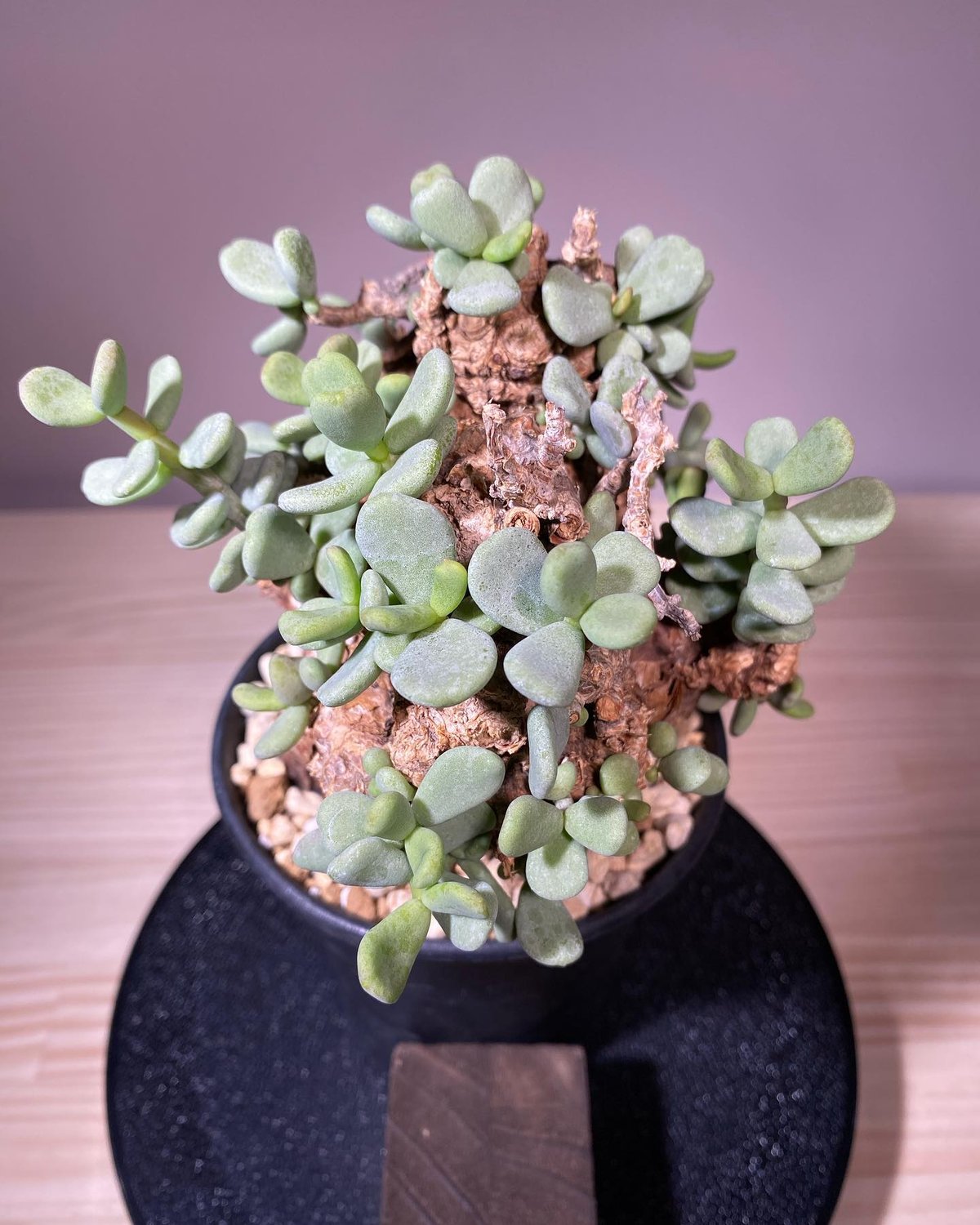 ケラリア ピグマエア／Ceraria pygmaea 発根済 (商品番号pm-5