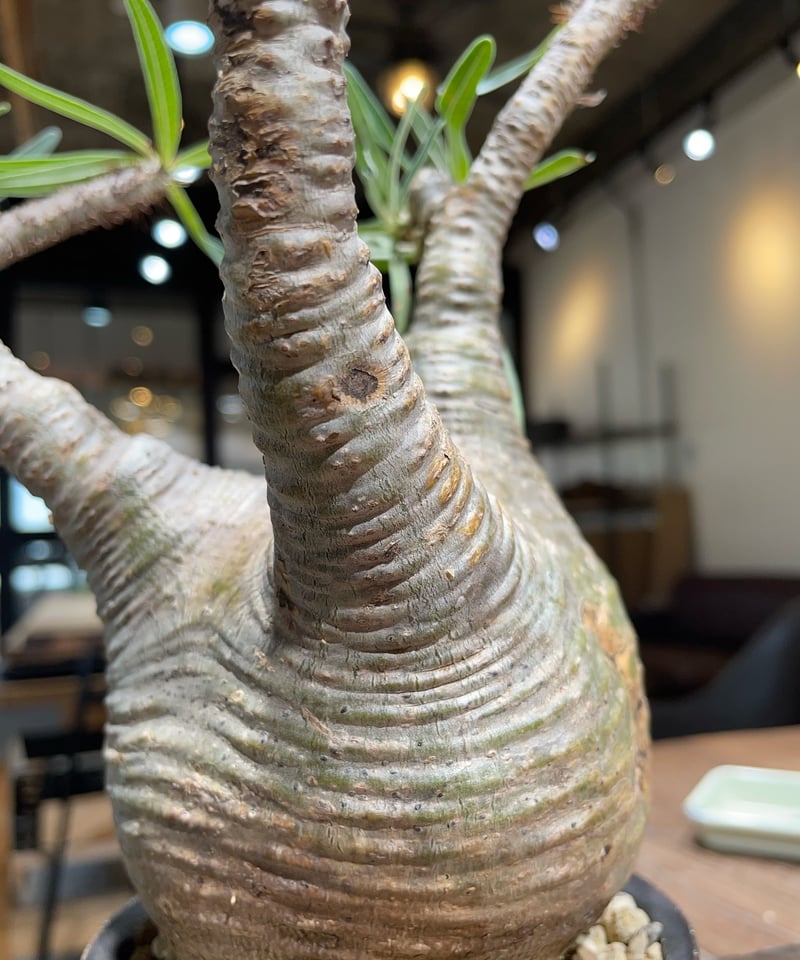パキポディウム グラキリス Pachypodium gracilius 発根済 (gk-41