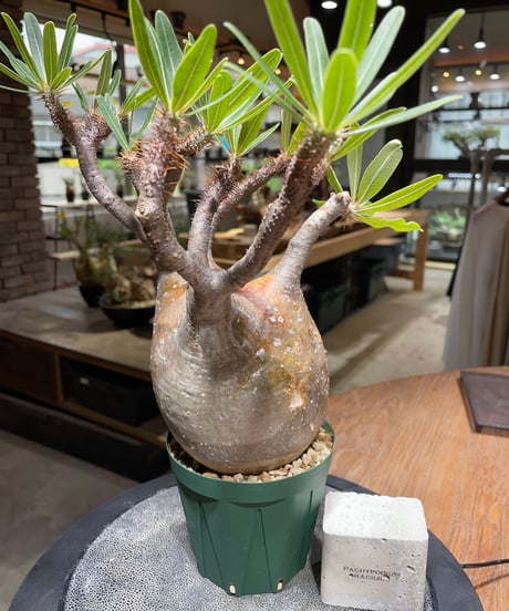 パキポディウム グラキリス　Pachypodium gracilius 　発根済　(gk-465)