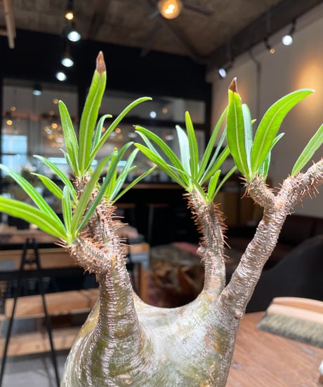 パキポディウム グラキリス　Pachypodium gracilius 　発根済　(gk-394)